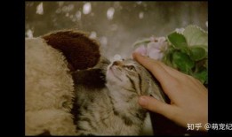 小猫虎子被爆料视频,萌态可掬的视频引发网友热议