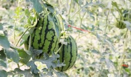 近期网红吃瓜视频,揭秘娱乐圈最新热点事件