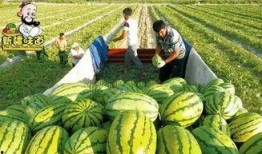 库尔勒吃瓜网红视频,带你领略瓜乡风情