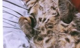 小猫虎子被爆料视频,萌态可掬的视频引发网友热议